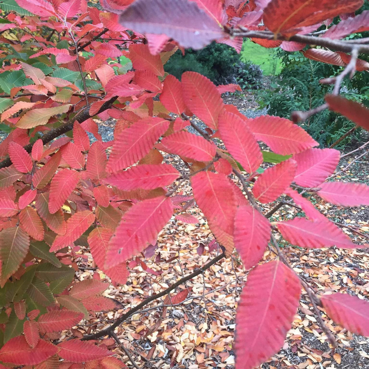 Nothofagus obliqua