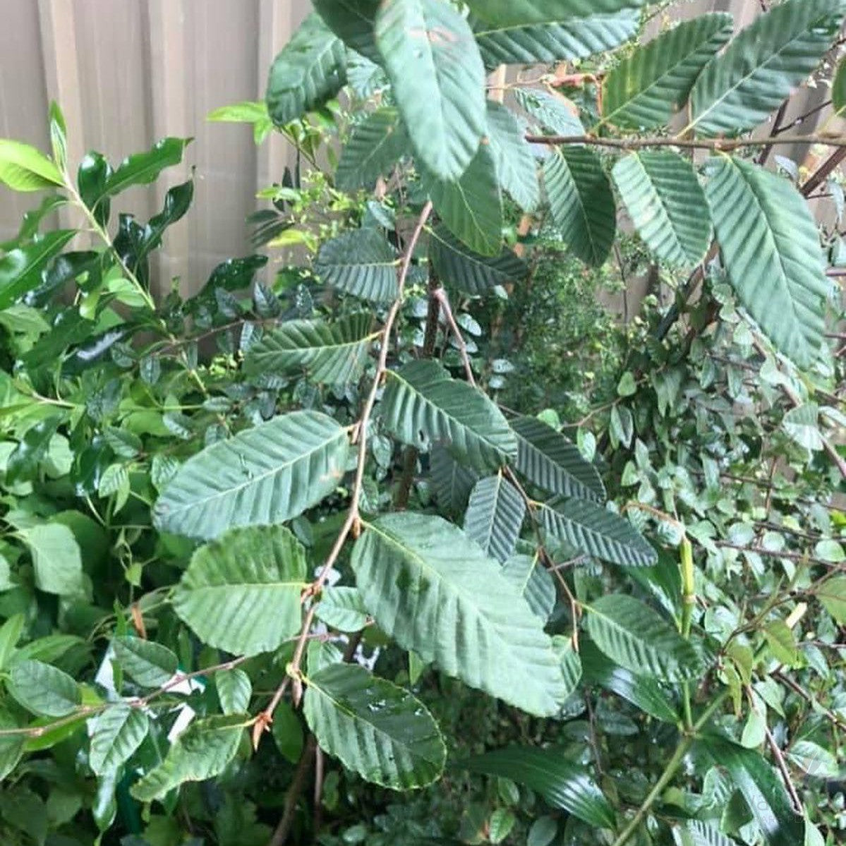 Nothofagus procera 1