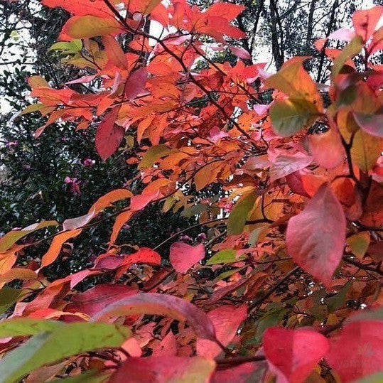 Nyssa sylvatica Red Red Wine 1