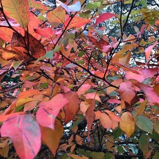 Nyssa sylvatica Red Red Wine 3