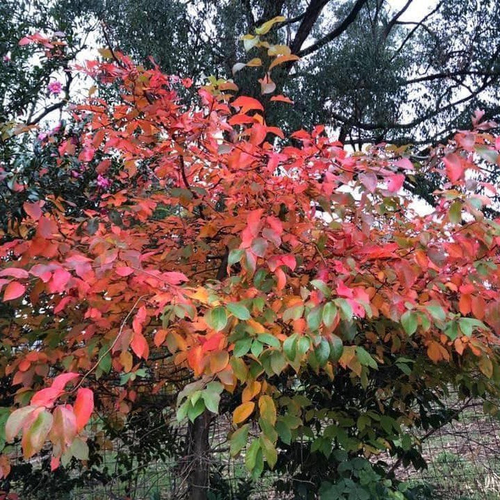 Nyssa sylvatica Red Red Wine 4