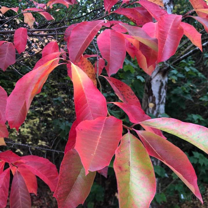 Nyssa sylvatica (Tupelo) 3