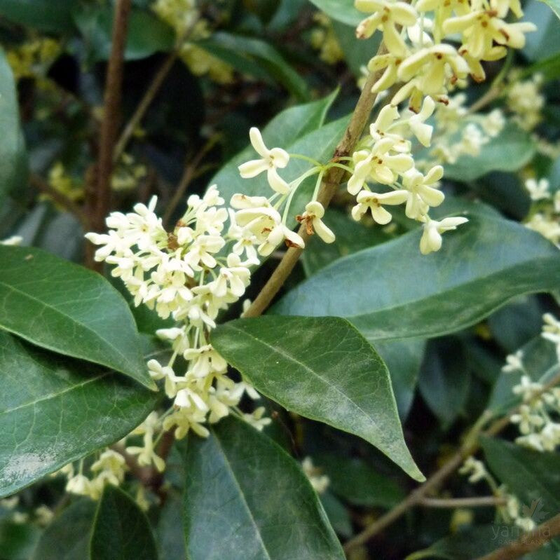 Osmanthus fragrans 1