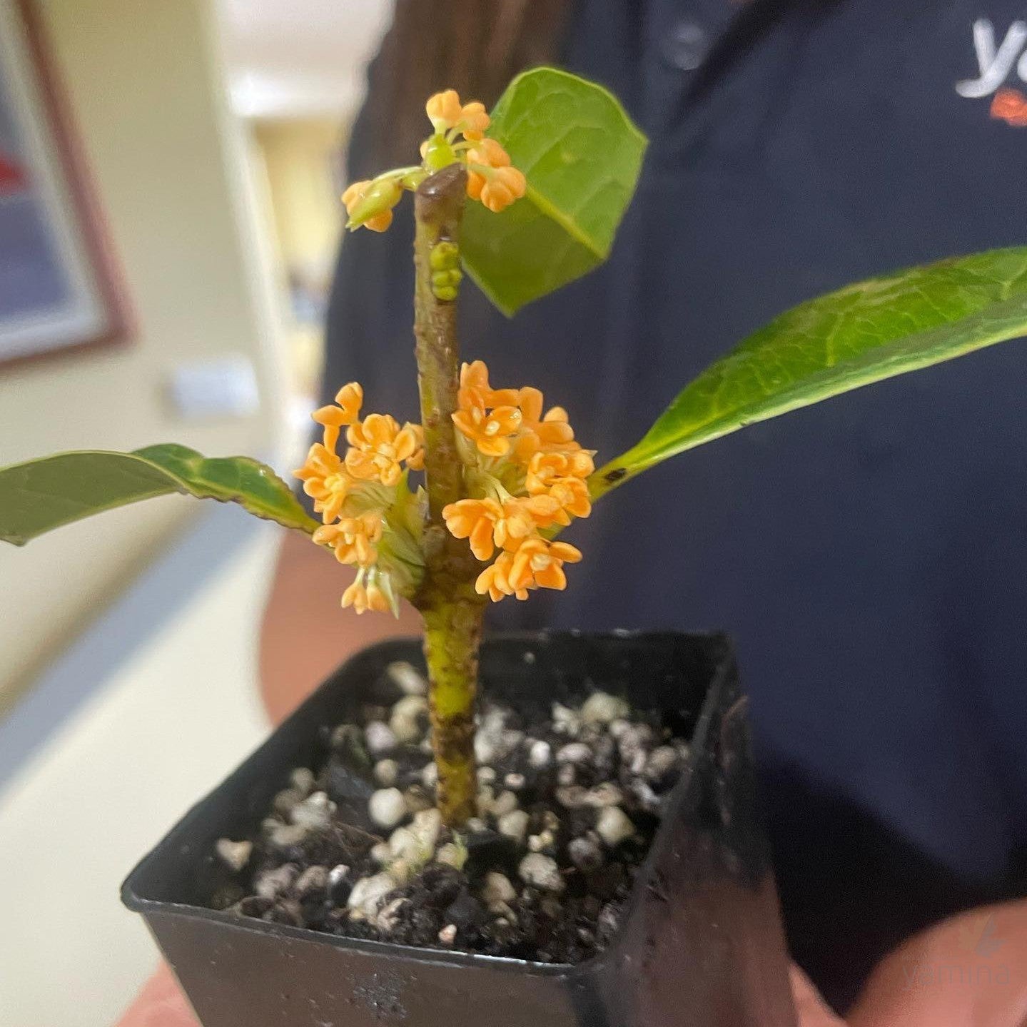 Osmanthus fragrans Orange Supreme 1