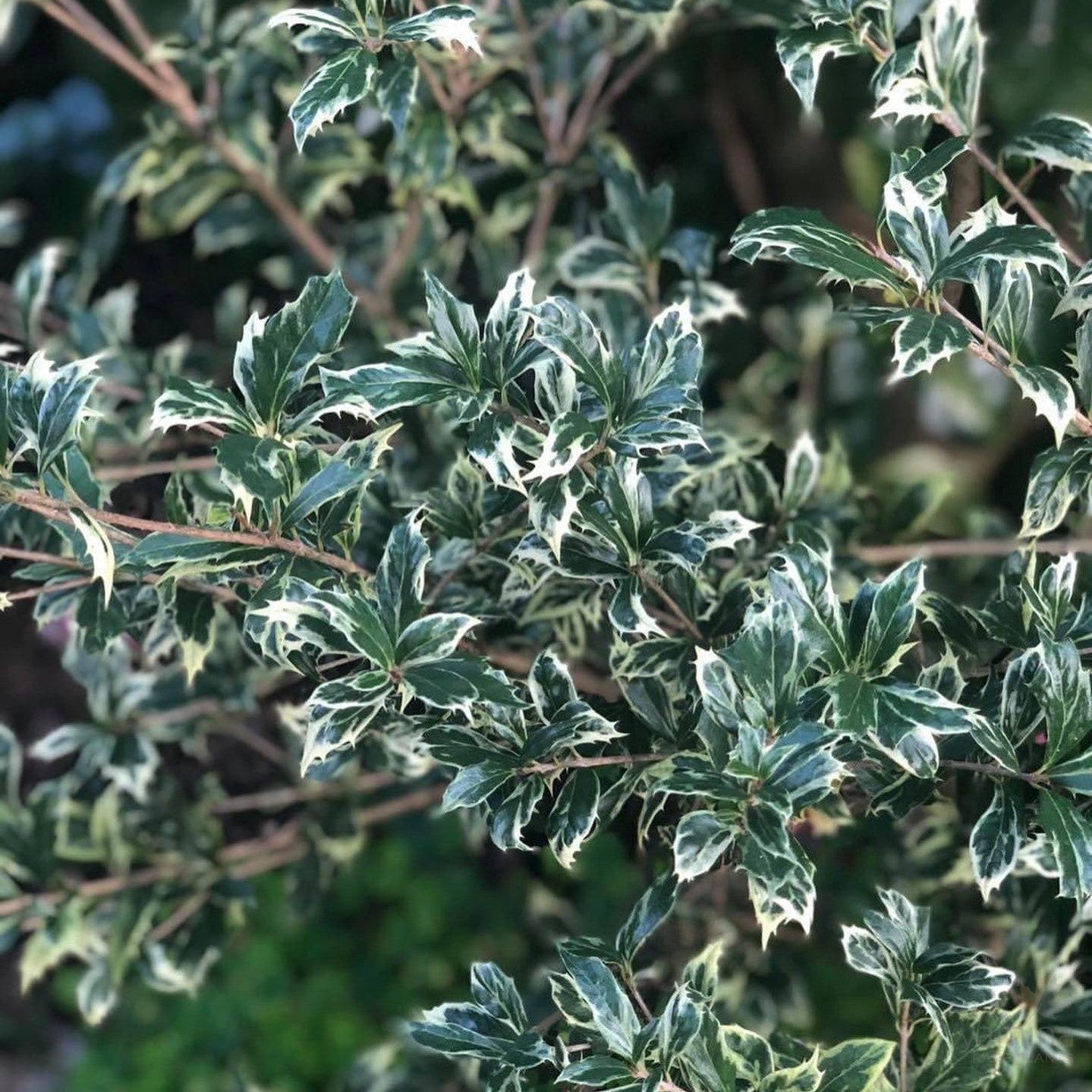 Osmanthus heterophyllus Variegata 2