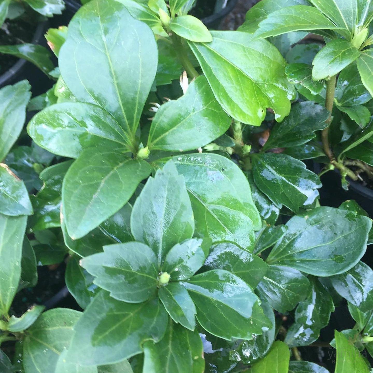 Pachysandra terminalis 4
