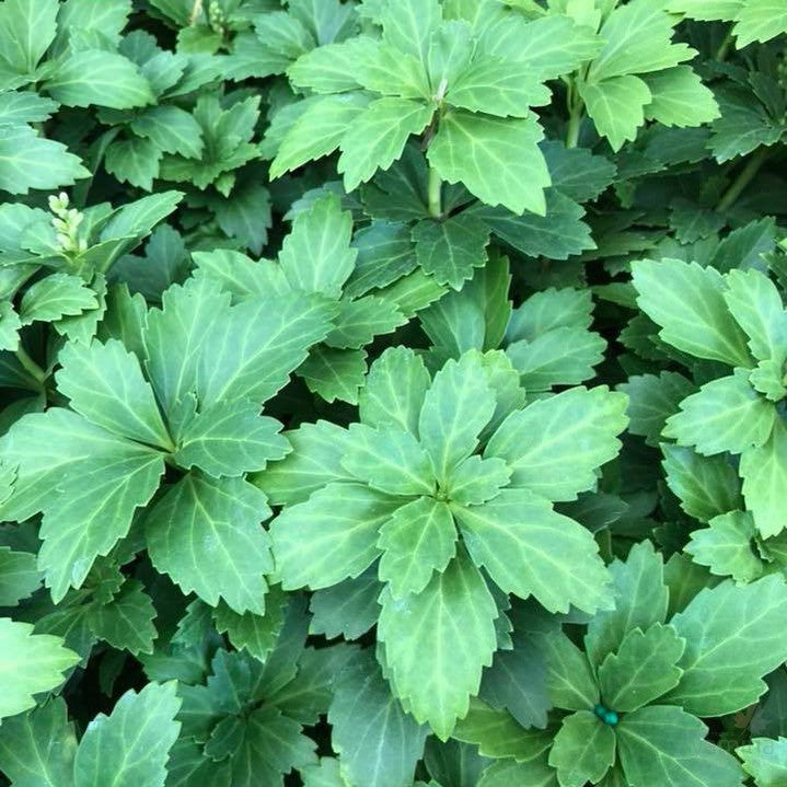 Pachysandra terminalis Compactus 1