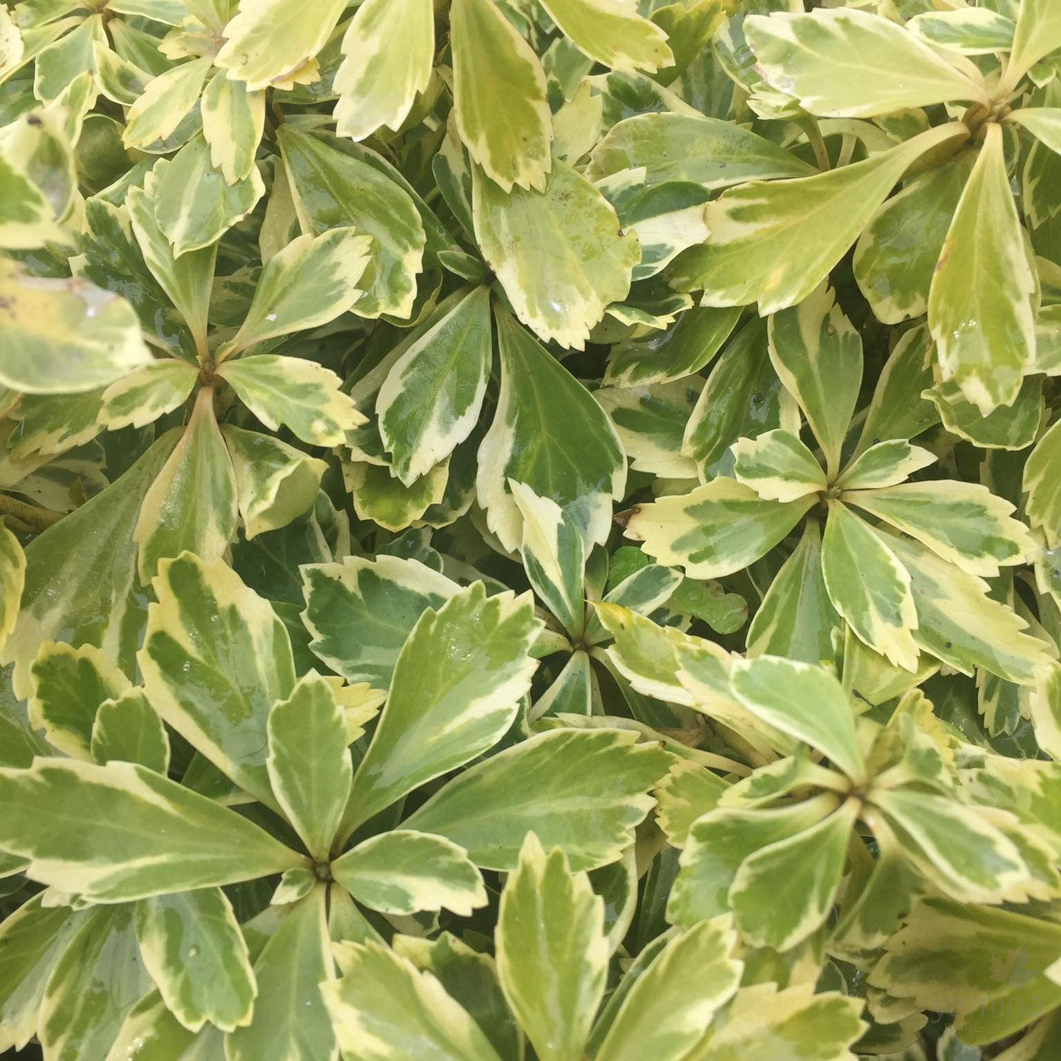 Pachysandra terminalis Variegata 1