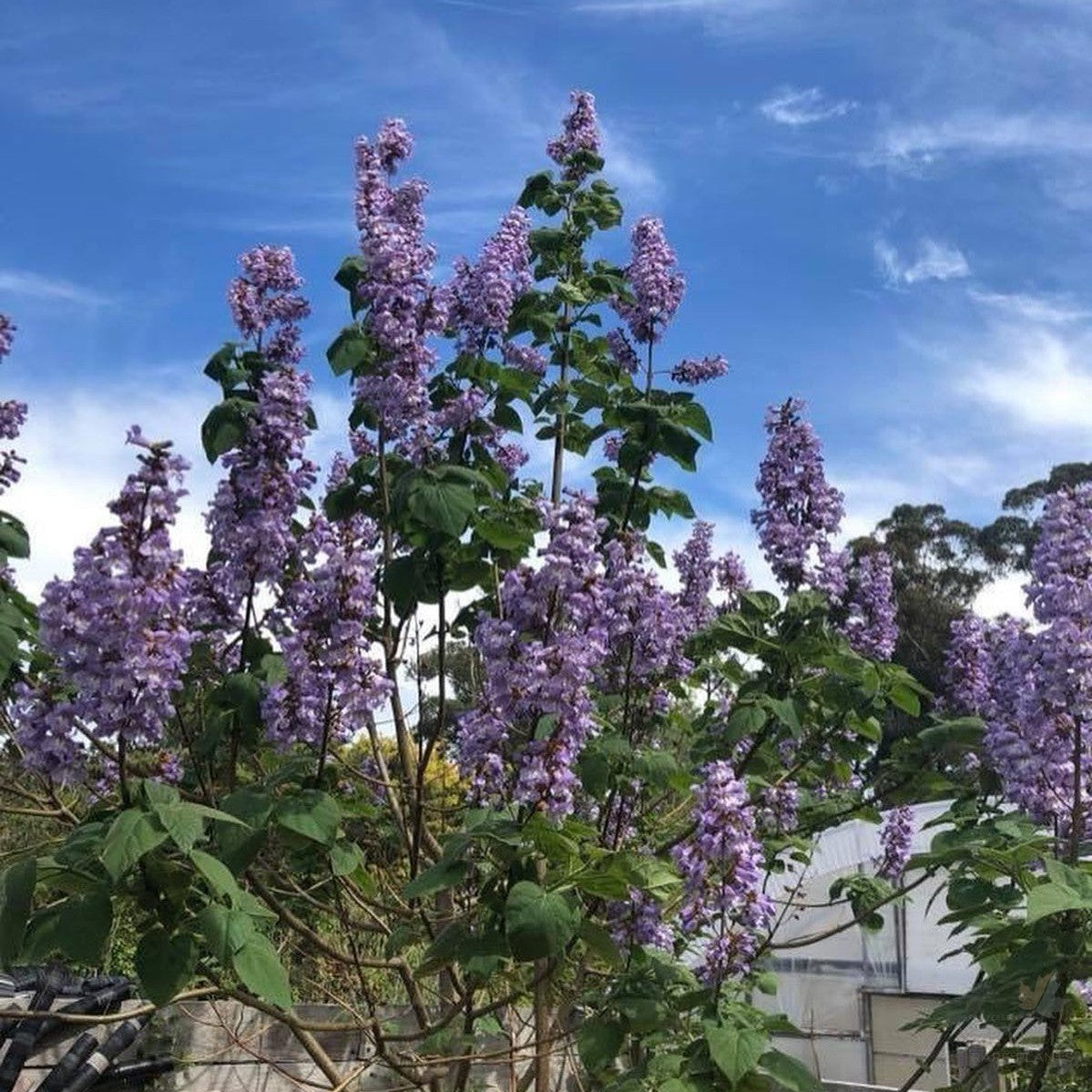 Paulownia Saphire Dragon