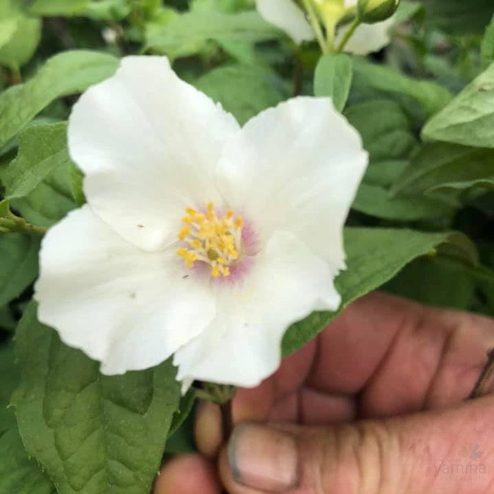 Philadelphus coronarius Aureus-Yamina Rare Plants