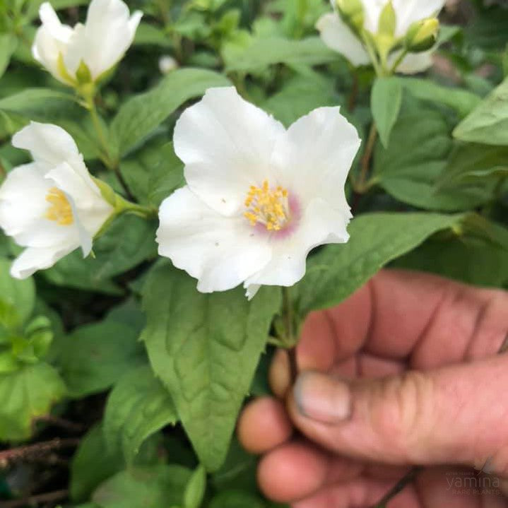 Philadelphus Belle Etoile 3