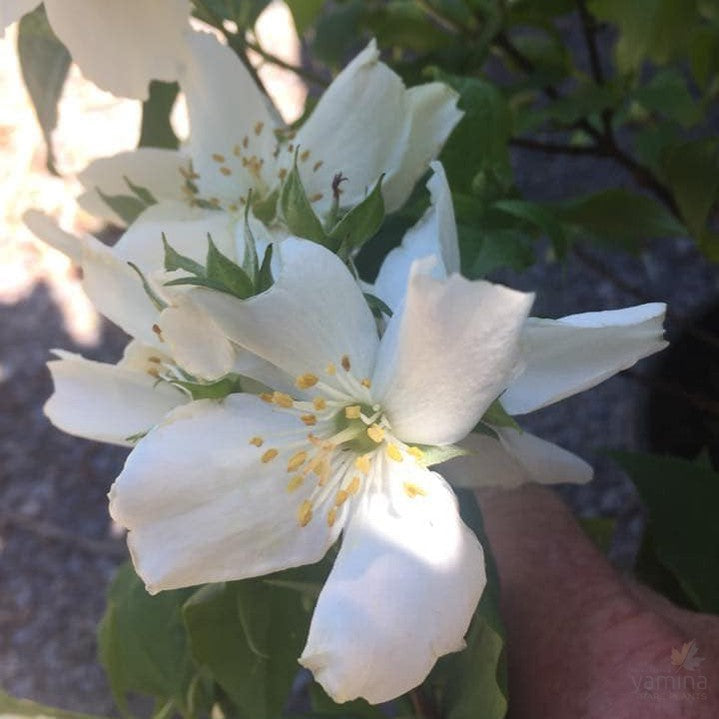 Philadelphus Belle Etoile 4