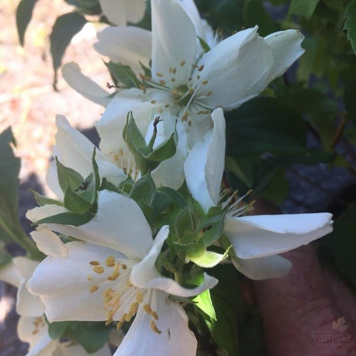 Philadelphus Belle Etoile 5