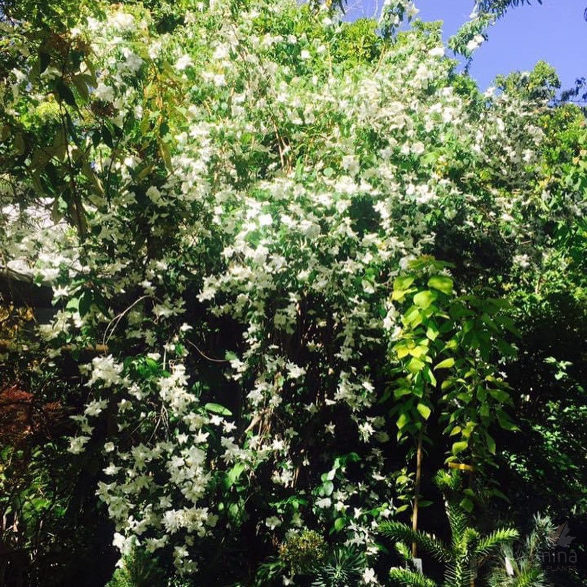 Philadelphus virginalis 1