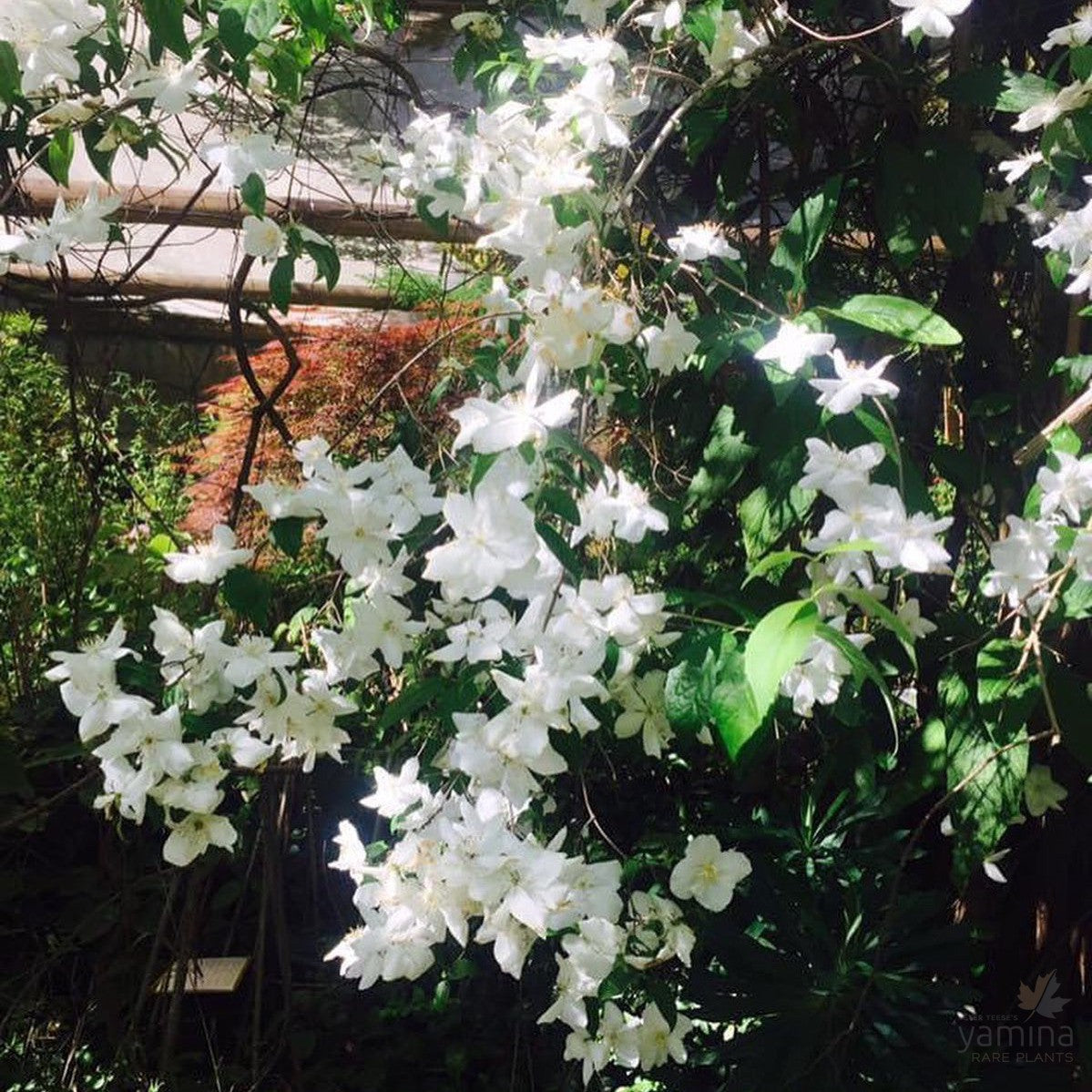 Philadelphus virginalis 3