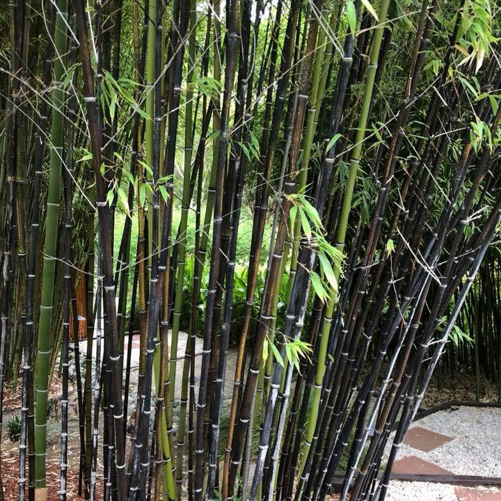 Phyllostachys nigra (Black Bamboo) 1
