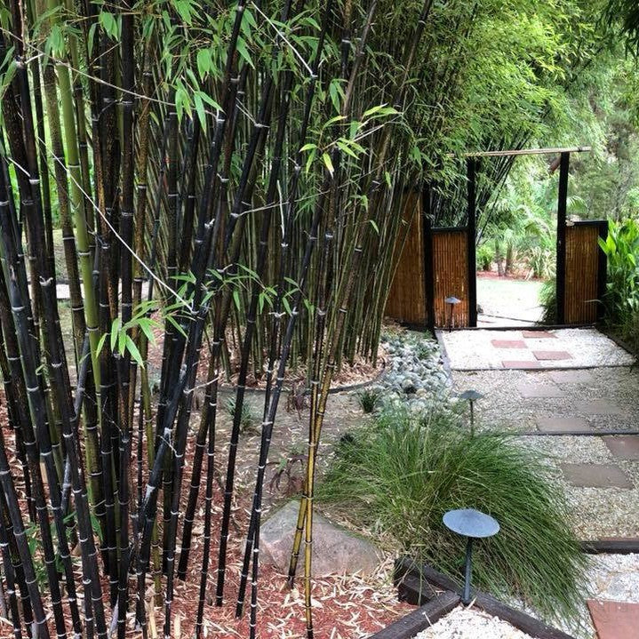 Phyllostachys nigra (Black Bamboo) 2