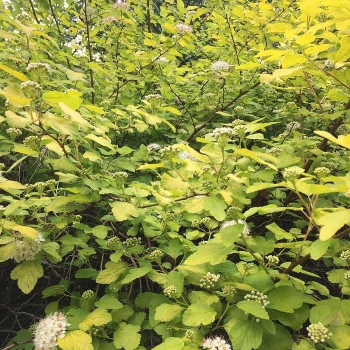 Physocarpus opulifolius Darts Gold 2