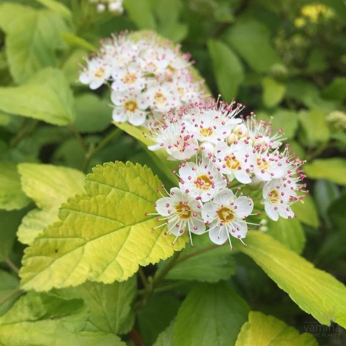 Physocarpus opulifolius Darts Gold 3