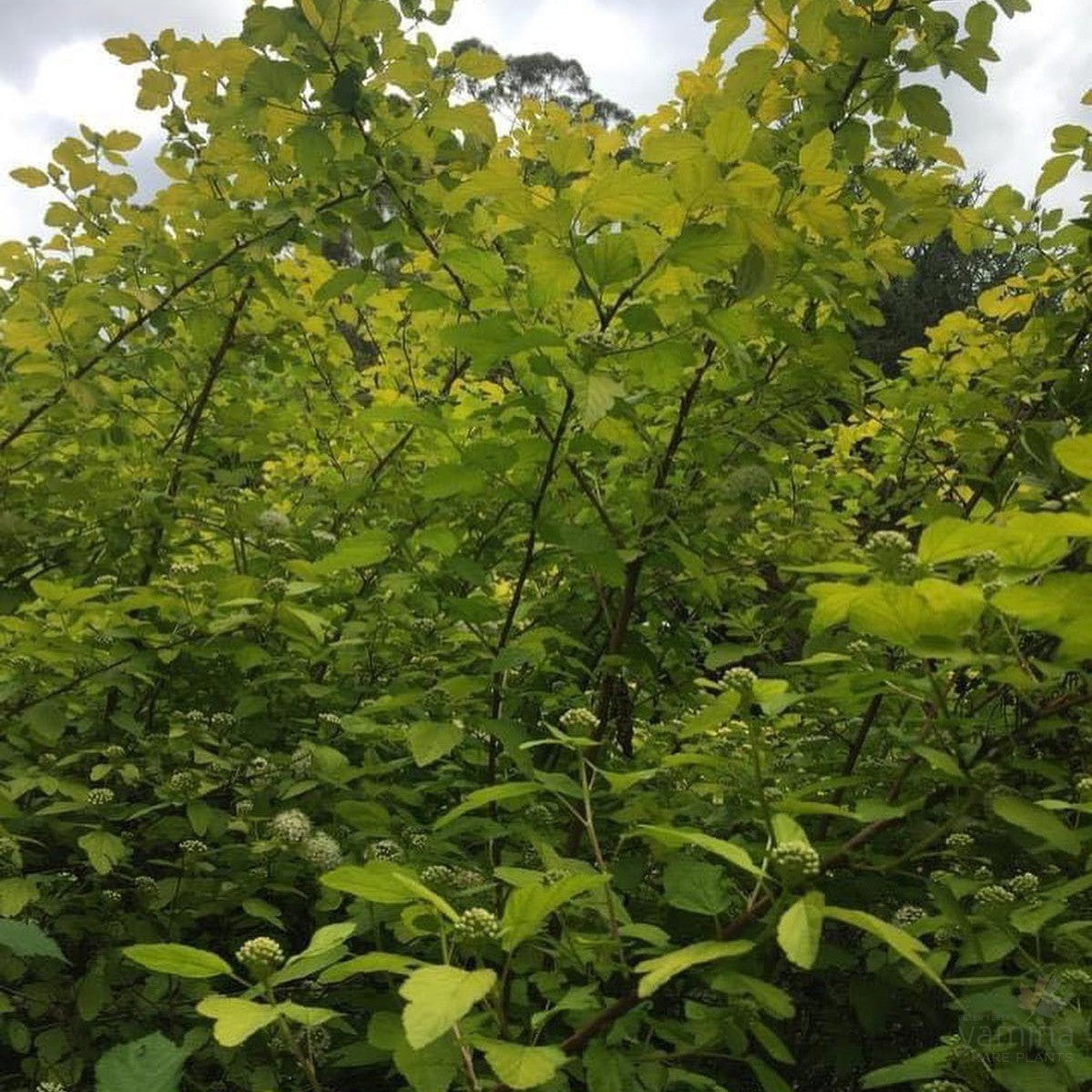 Physocarpus opulifolius Darts Gold 4