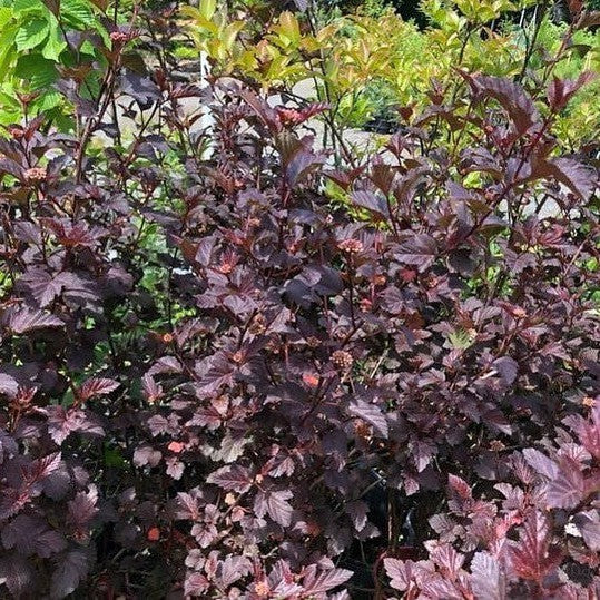Physocarpus opulifolius Diabolo 2