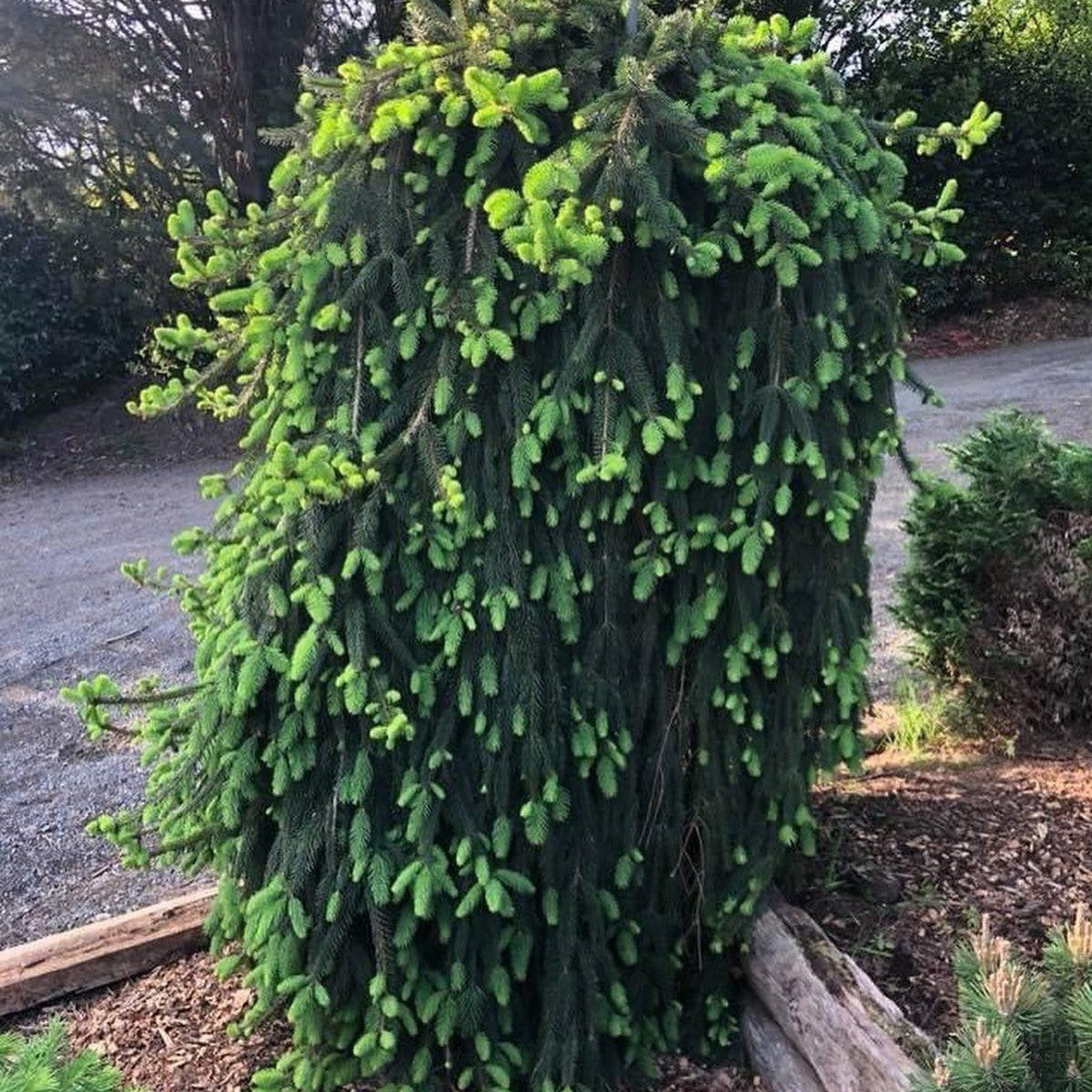 Picea abies Pendula 1