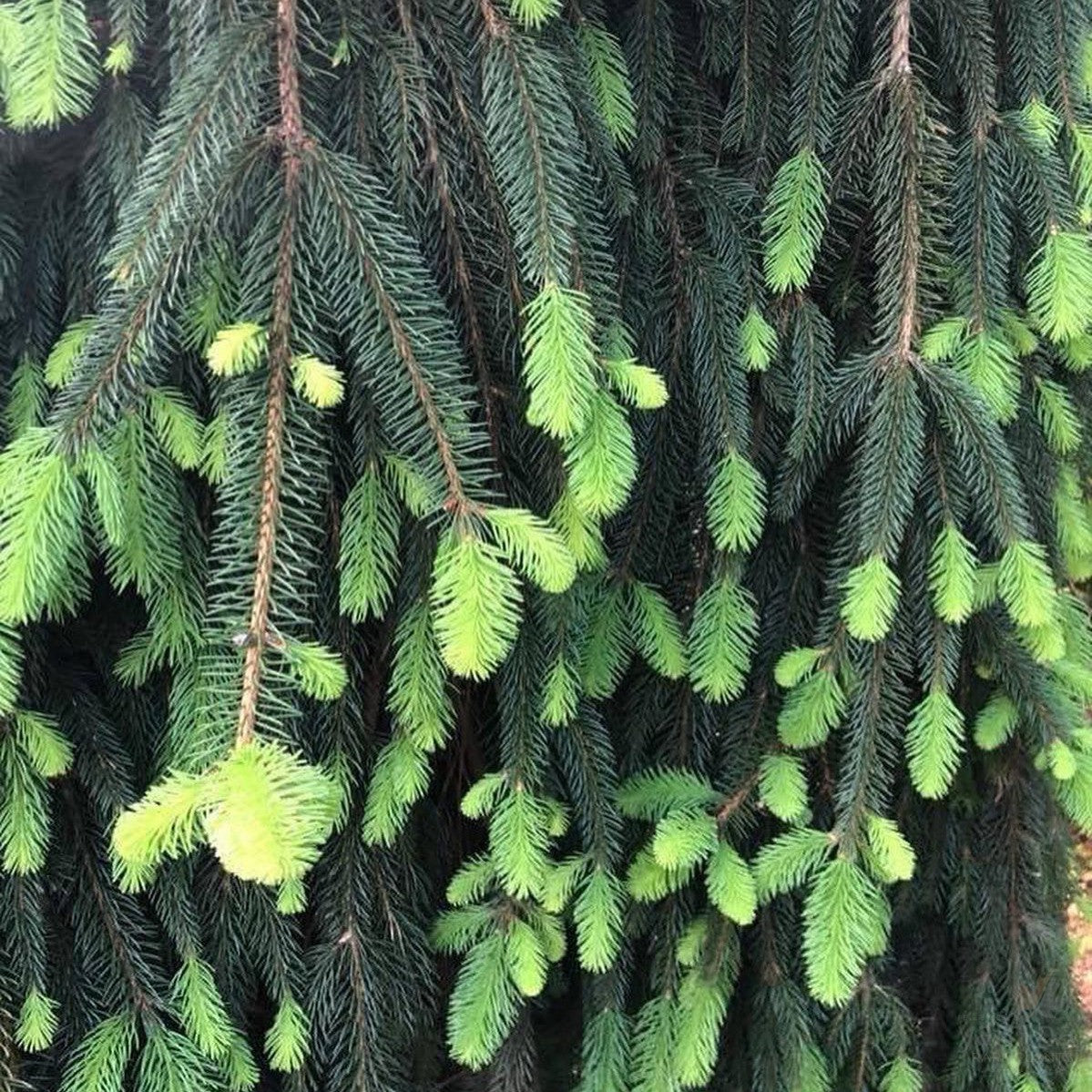 Picea abies Pendula 2