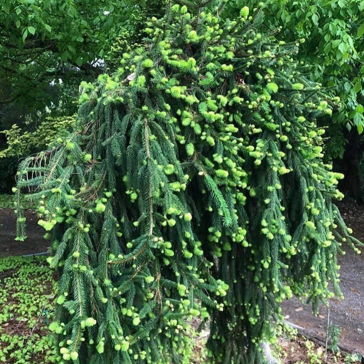 Picea abies Pendula 3