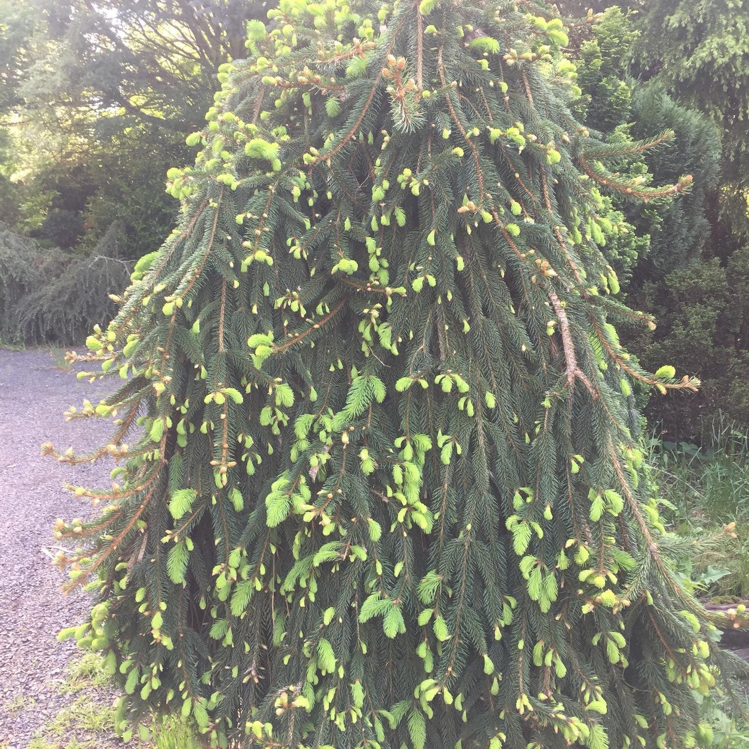 Picea abies Pendula 4
