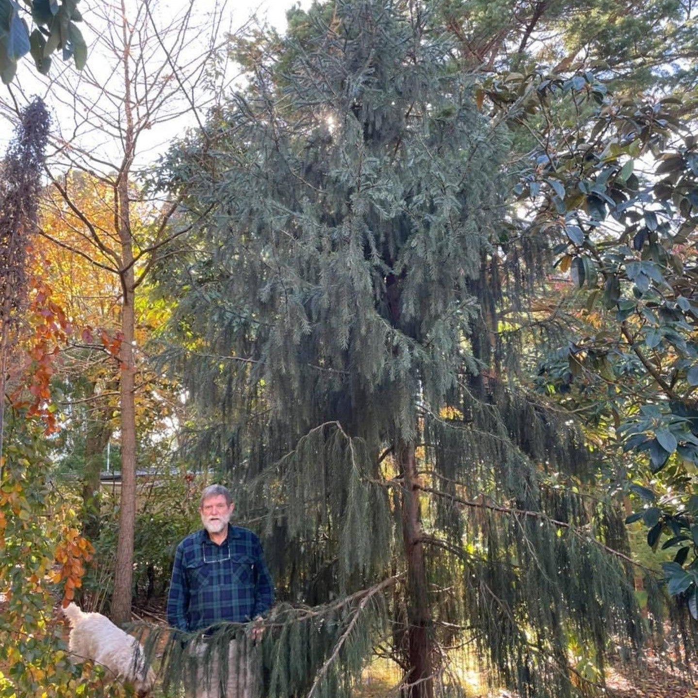 Picea breweriana 1
