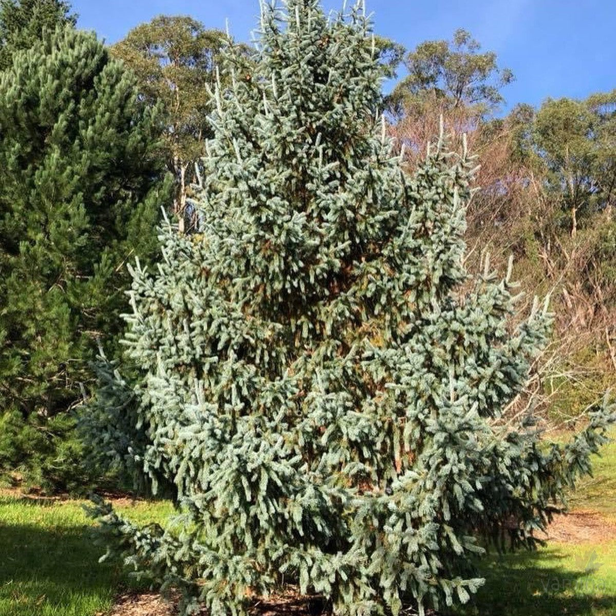 Picea engelemannii Glauca 1