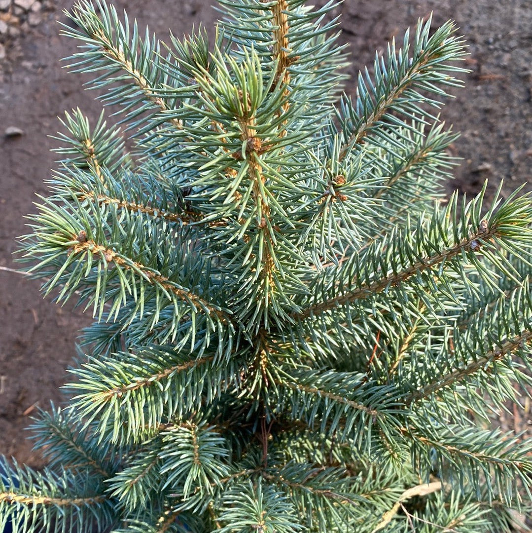 Picea pungens Blue Star