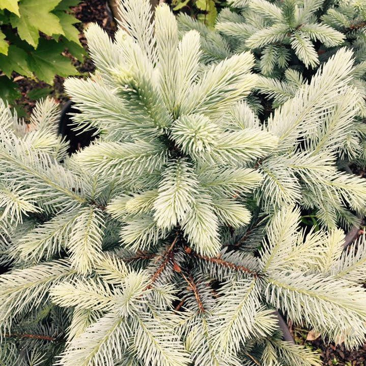 Picea pungens Moerheimi 1