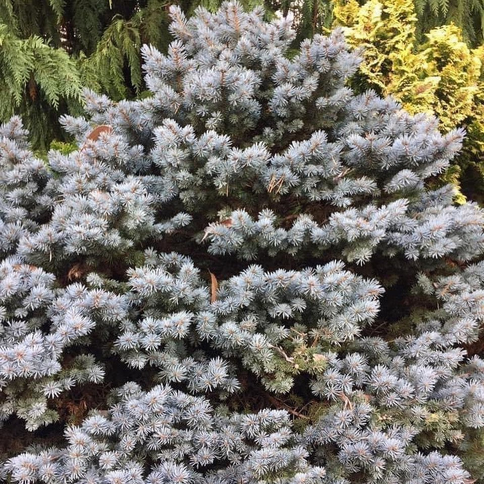 Picea pungens RH Montgomery 2