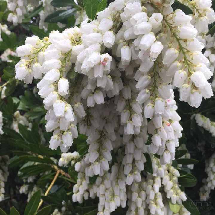 Pieris japonica 1