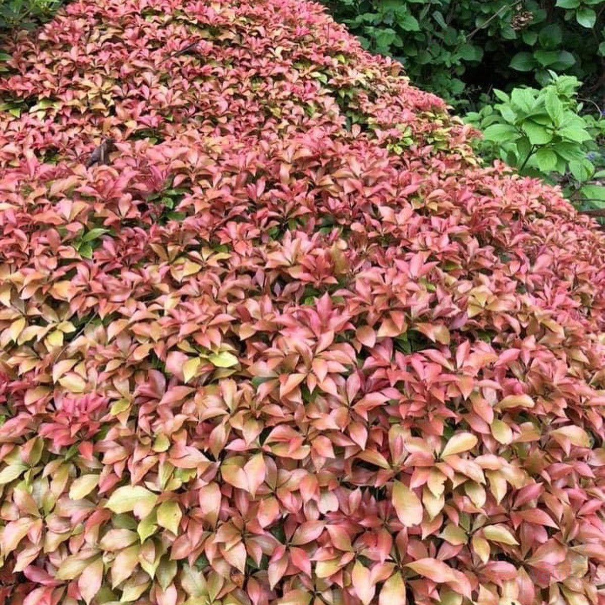Pieris japonica Spring Candy