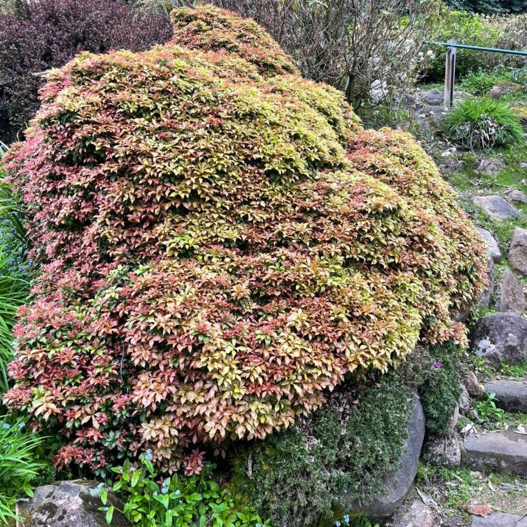 Pieris japonica Spring Candy