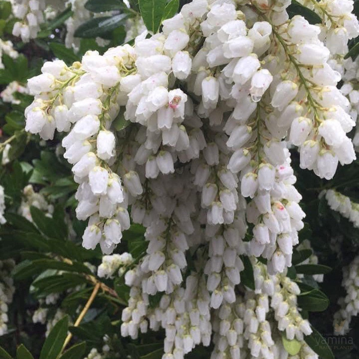 Pieris japonica Temple Bells 2