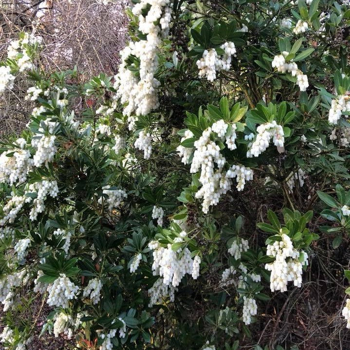 Pieris japonica Temple Bells 4