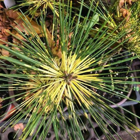 Pinus densiflora Rainbow 1