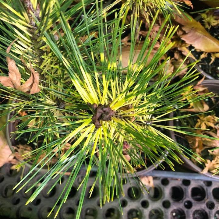 Pinus densiflora Rainbow 2
