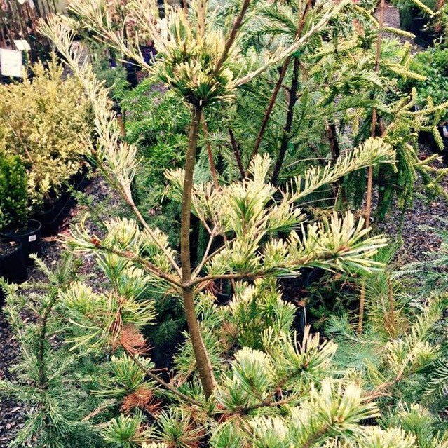 Pinus densiflora Rainbow 3