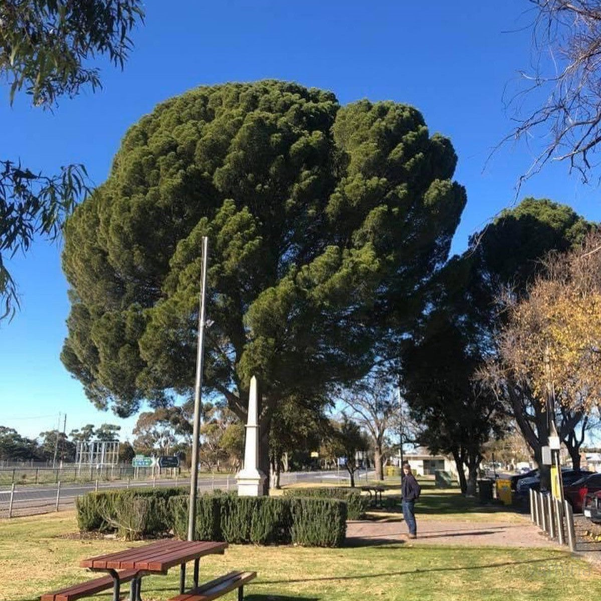 Pinus halepensis subsp brutia (Gallipoli Pine) 1