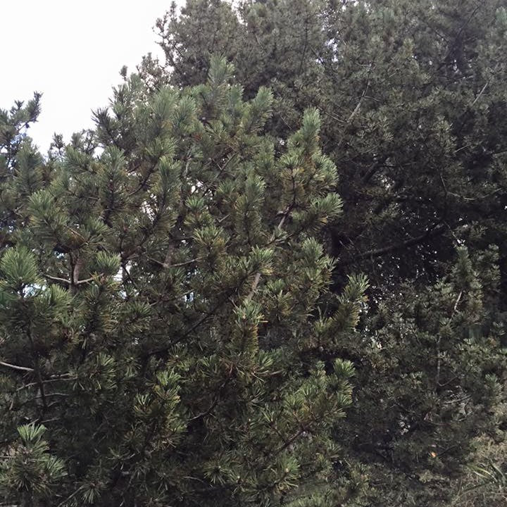 Pinus mugo 3