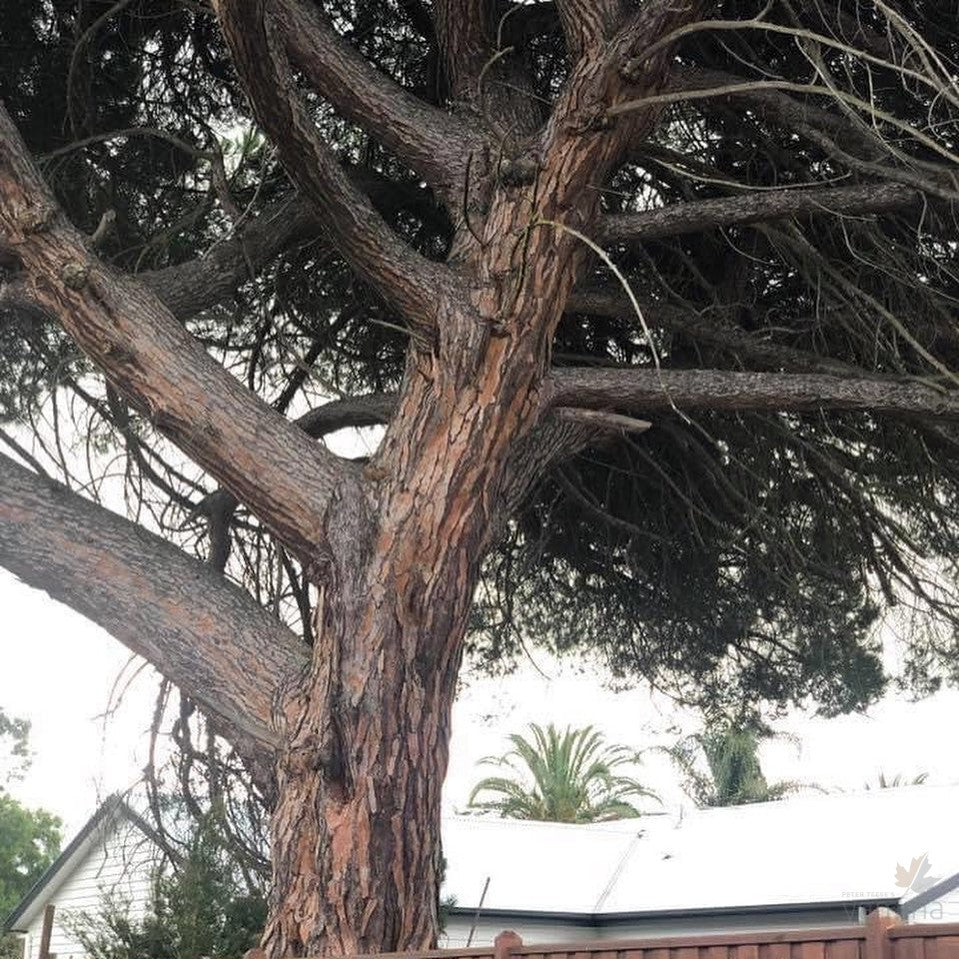 Pinus pinea (Stone or Umbrella Pine) 3