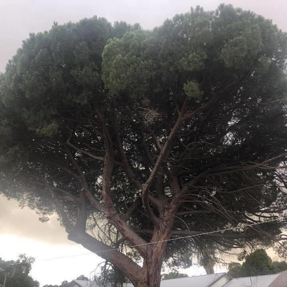 Pinus pinea (Stone or Umbrella Pine) 4