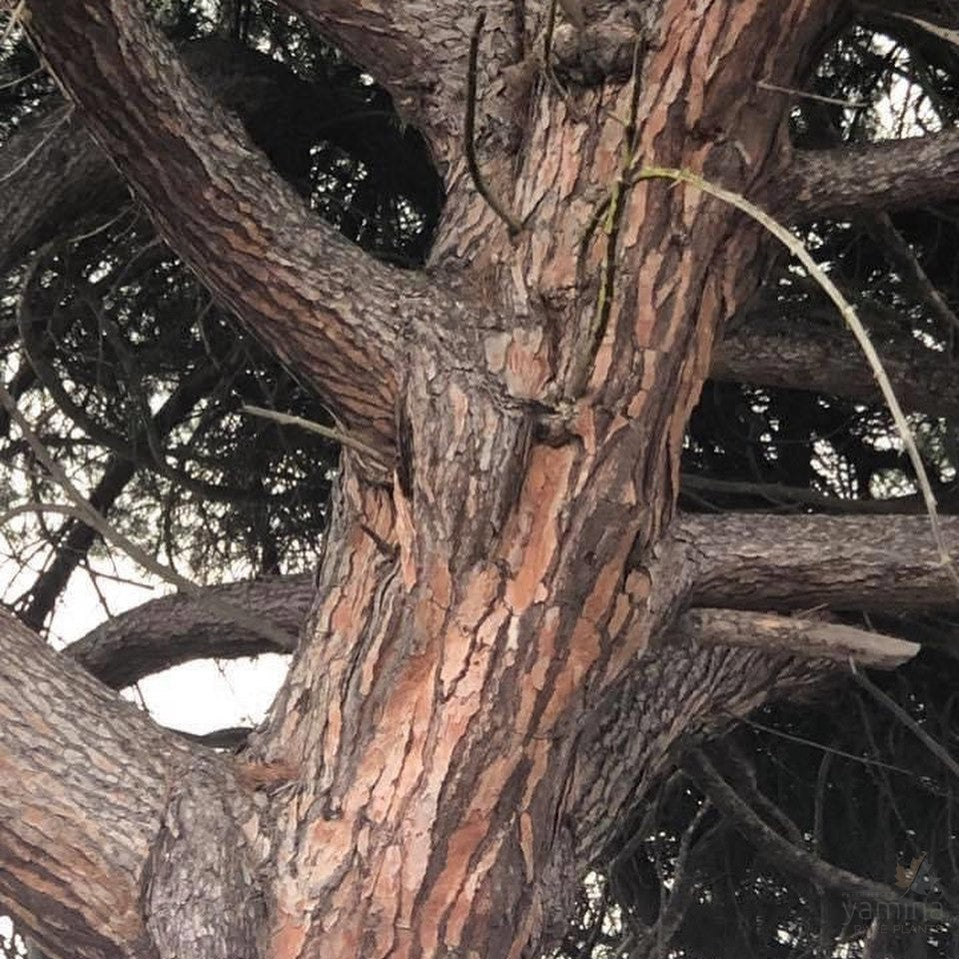 Pinus pinea (Stone or Umbrella Pine) 5