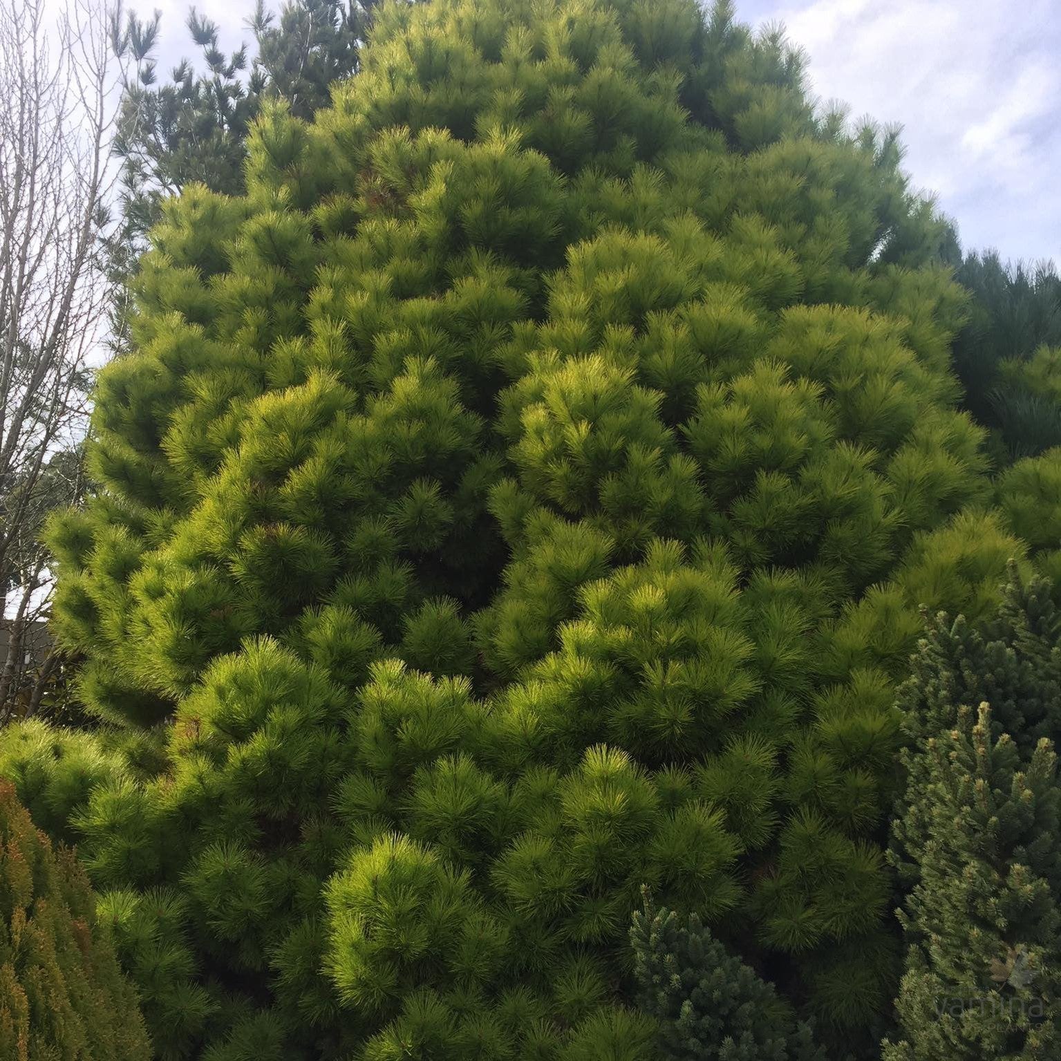 Pinus radiata Goldie 1