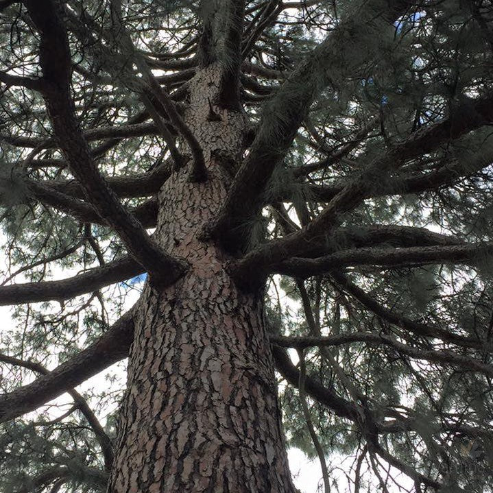 Pinus roxburghii 1