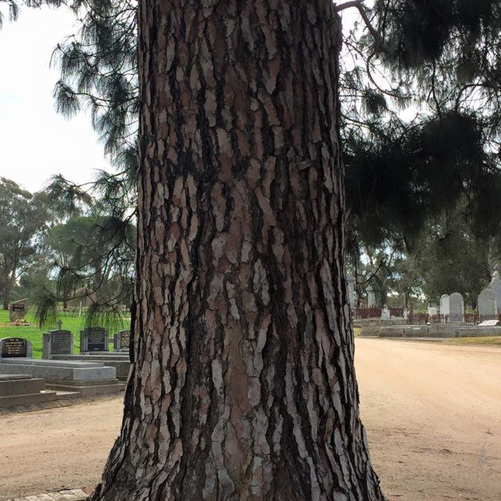 Pinus roxburghii 2